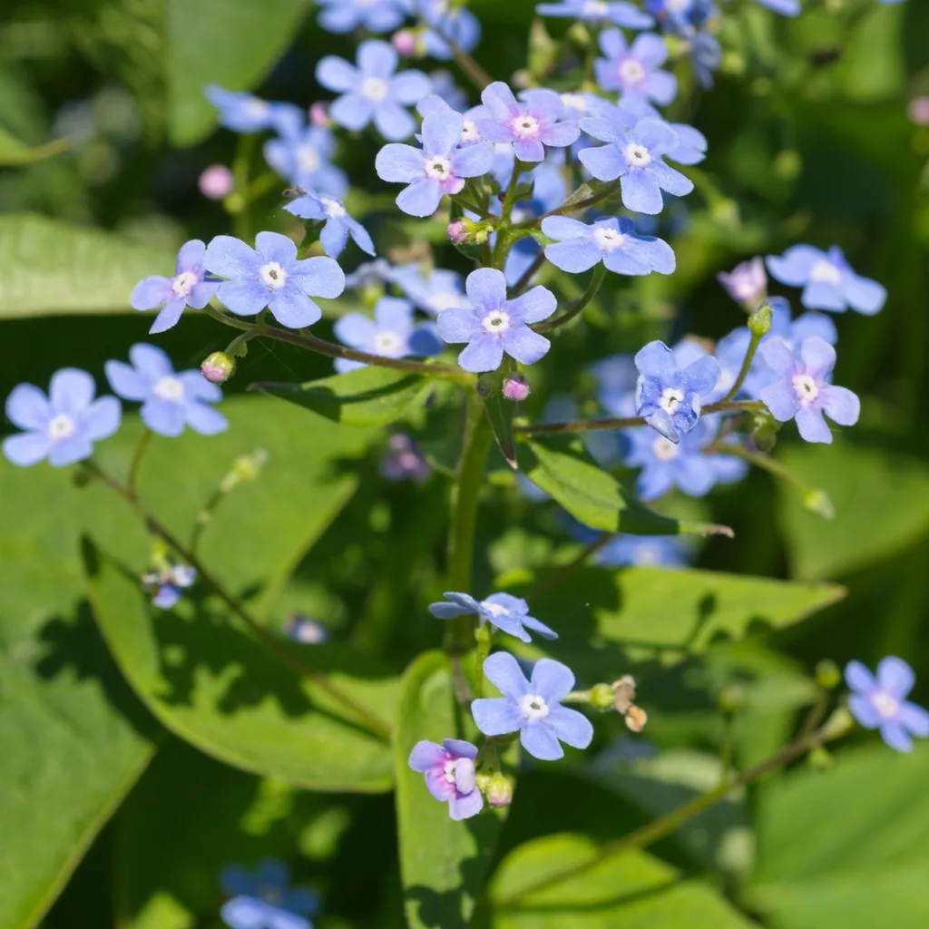 Kaukasusvergissmeinnicht 48er-Set (Brunnera macrophylla) – winterharte Schattenstaude, Topf-Ø 9 cm, Höhe ca. 25 cm