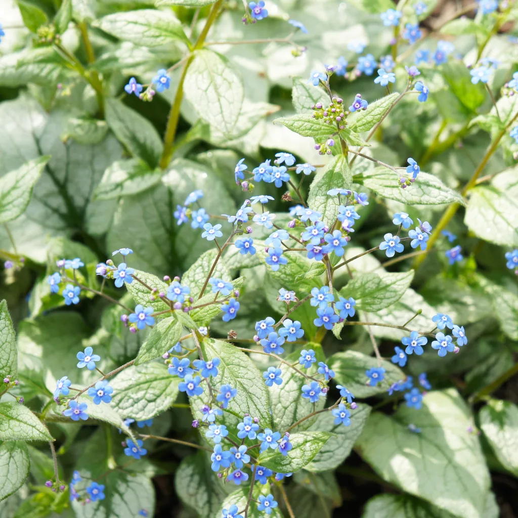 Kaukasusvergissmeinnicht 'Jack Frost' 24er-Set (Brunnera macrophylla) – winterharte Staude, Topf-Ø 9 cm, Höhe ca. 25 cm