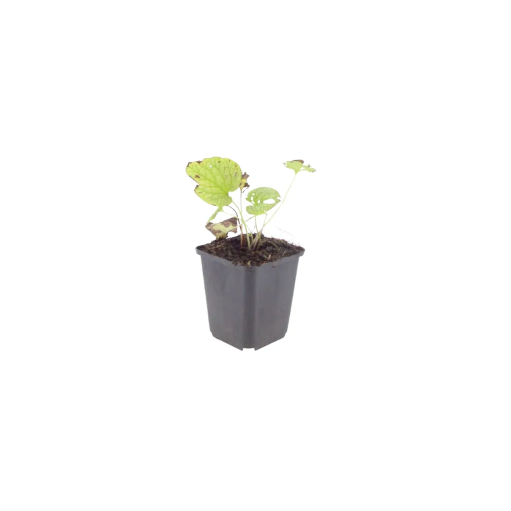 Kaukasusvergissmeinnicht 'Jack Frost' 48er-Set (Brunnera macrophylla) – winterharte Staude, Topf-Ø 9 cm, Höhe ca. 25 cm