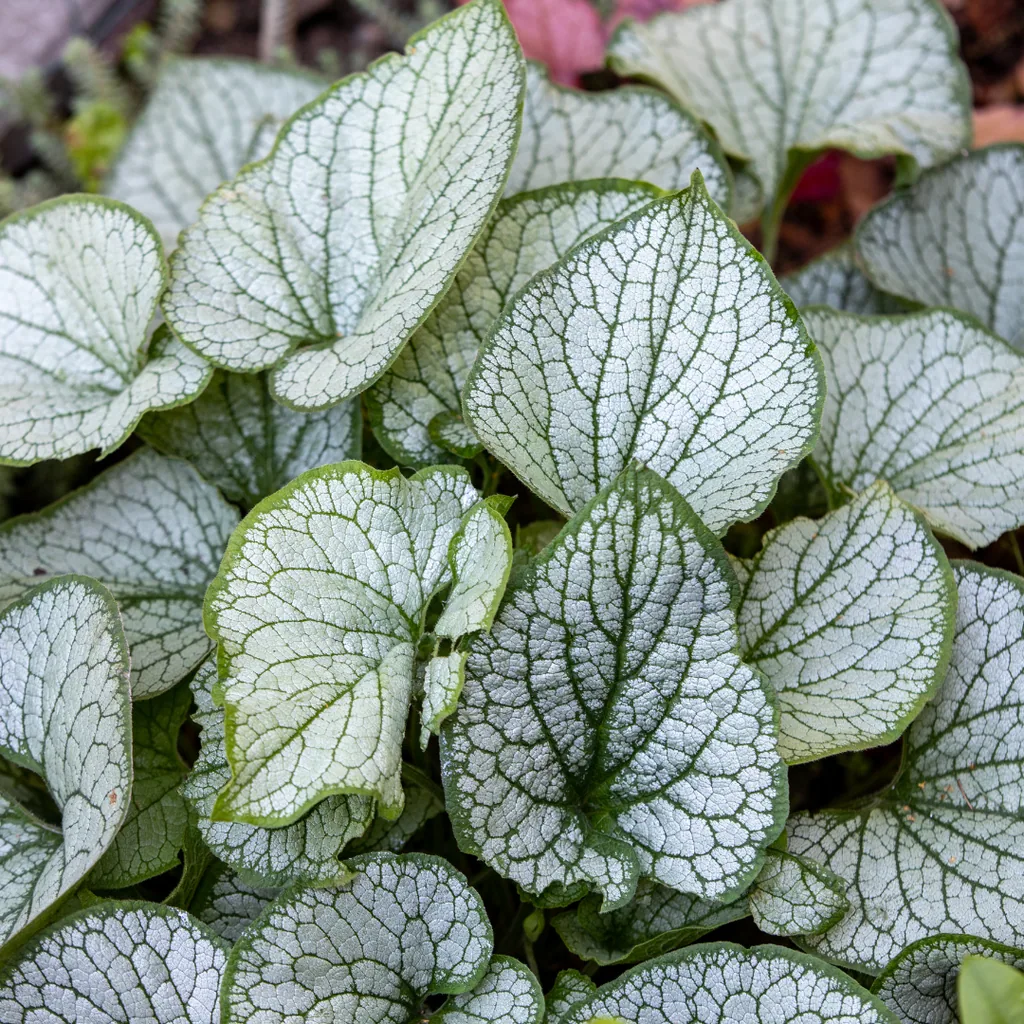 Kaukasusvergissmeinnicht 'Jack Frost' 60er-Set (Brunnera macrophylla) – winterharte Staude, Topf-Ø 9 cm, Höhe ca. 25 cm