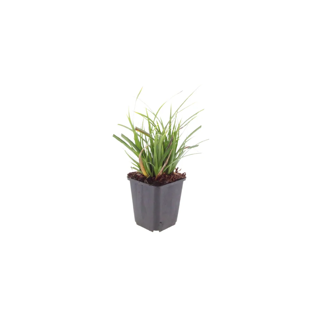 Japan-Segge 12er-Set (Carex morrowii) – winterhartes Ziergras, Topf-Ø 9 cm, Höhe ca. 25 cm