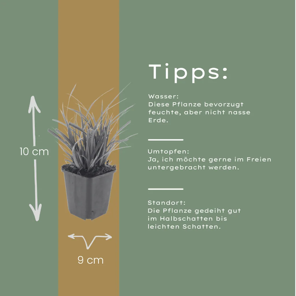 Japan-Segge 24er-Set (Carex morrowii) – winterhartes Ziergras, Topf-Ø 9 cm, Höhe ca. 25 cm
