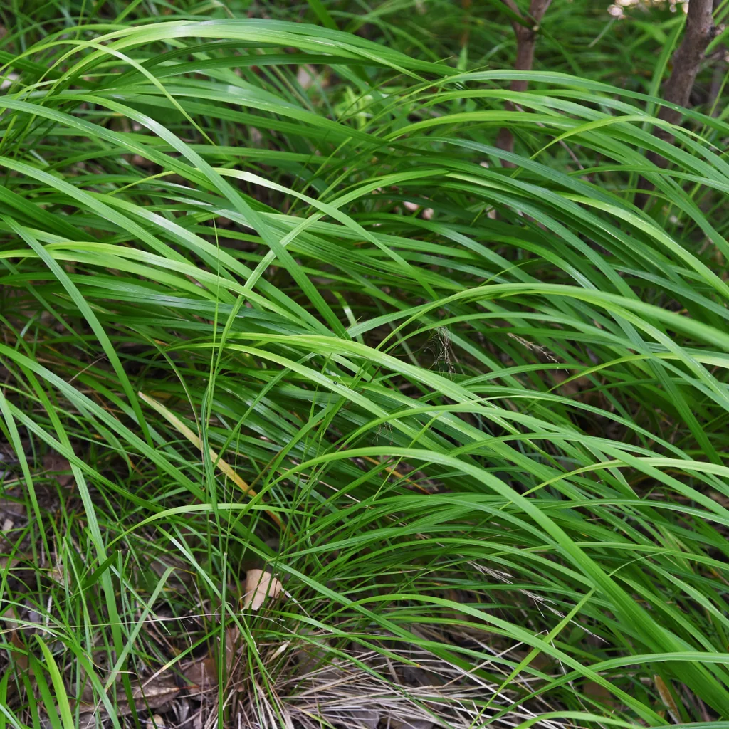 Japan-Segge 48er-Set (Carex morrowii) – winterhartes Ziergras, Topf-Ø 9 cm, Höhe ca. 25 cm