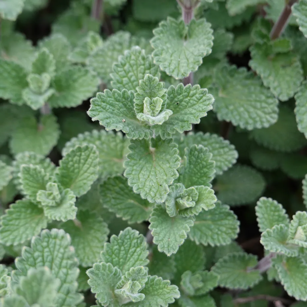 Steinquendel 12er-Set (Calamintha nepeta subsp. nepeta) – winterharte Staude, Topf-Ø 9 cm, Höhe ca. 10–25 cm