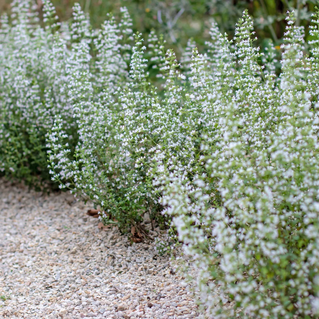 Steinquendel 12er-Set (Calamintha nepeta subsp. nepeta) – winterharte Staude, Topf-Ø 9 cm, Höhe ca. 10–25 cm