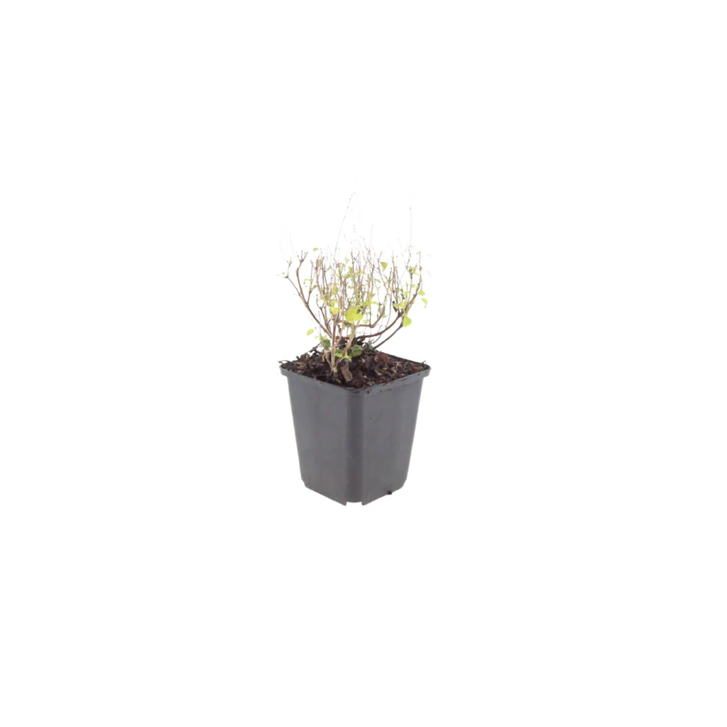 Steinquendel 12er-Set (Calamintha nepeta subsp. nepeta) – winterharte Staude, Topf-Ø 9 cm, Höhe ca. 10–25 cm