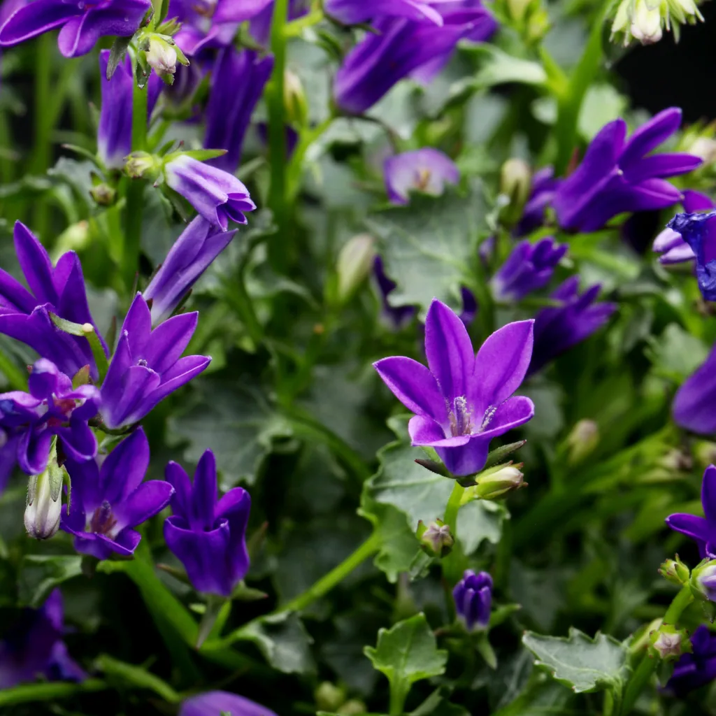 Pfirsichblättrige Glockenblume 'Coerulea' 6er-Set (Campanula persica) – winterharte Staude, Topf-Ø 9 cm, Höhe ca. 25 cm
