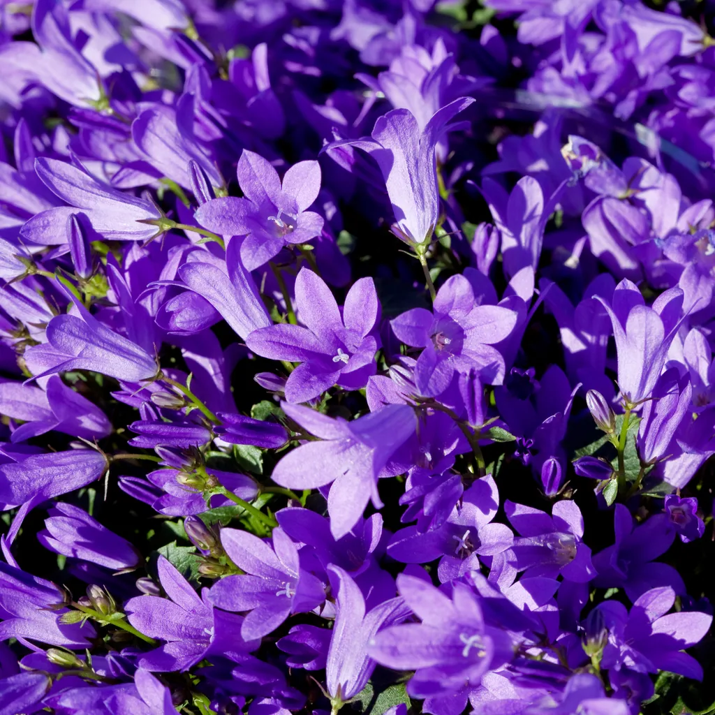 Pfirsichblättrige Glockenblume 'Coerulea' 24er-Set (Campanula persica) – winterharte Staude, Topf-Ø 9 cm, Höhe ca. 25 cm