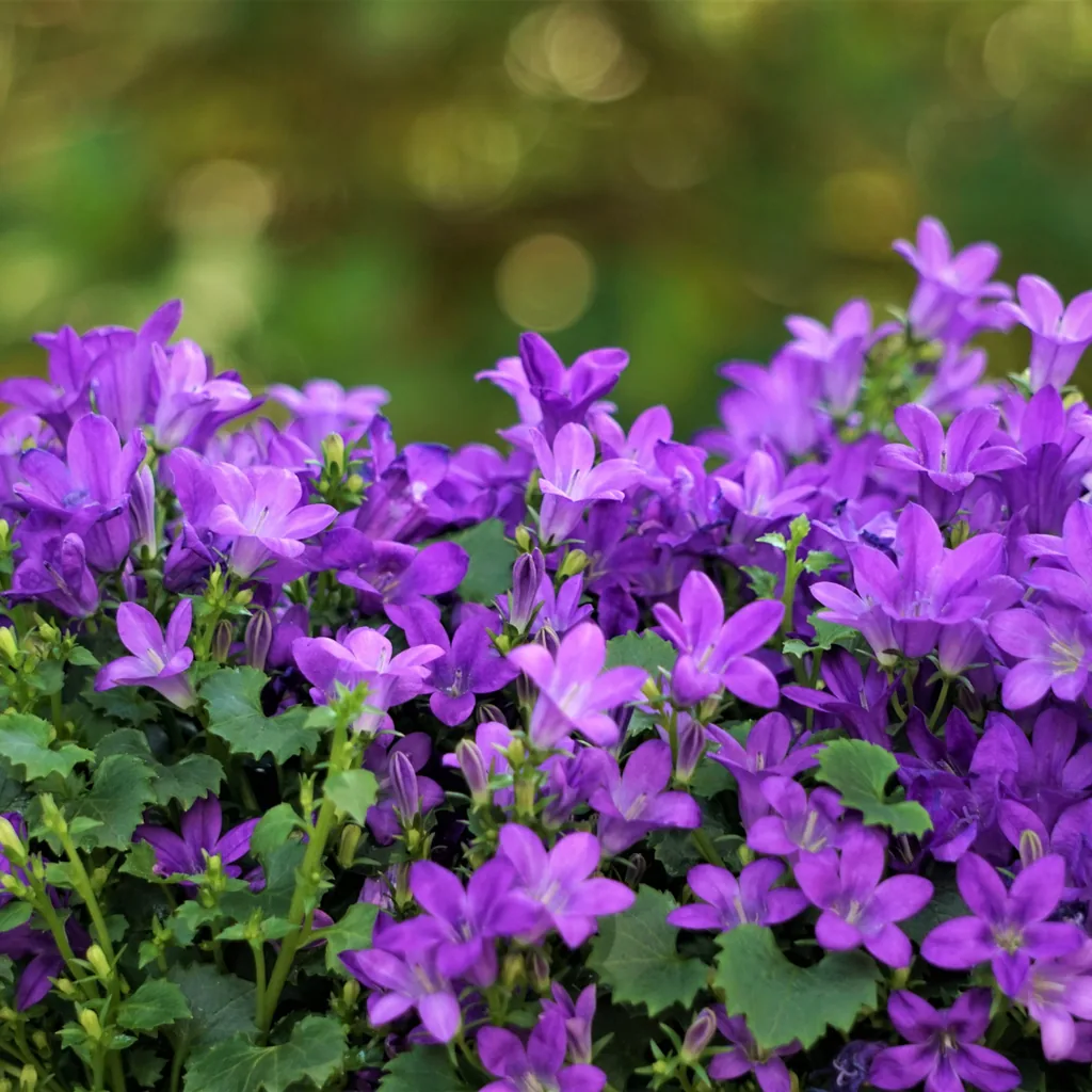 Polster-Glockenblume 48er-Set (Campanula portenschlagiana) – winterharte Bodendecker-Staude, Topf-Ø 9 cm, Höhe ca. 25 cm