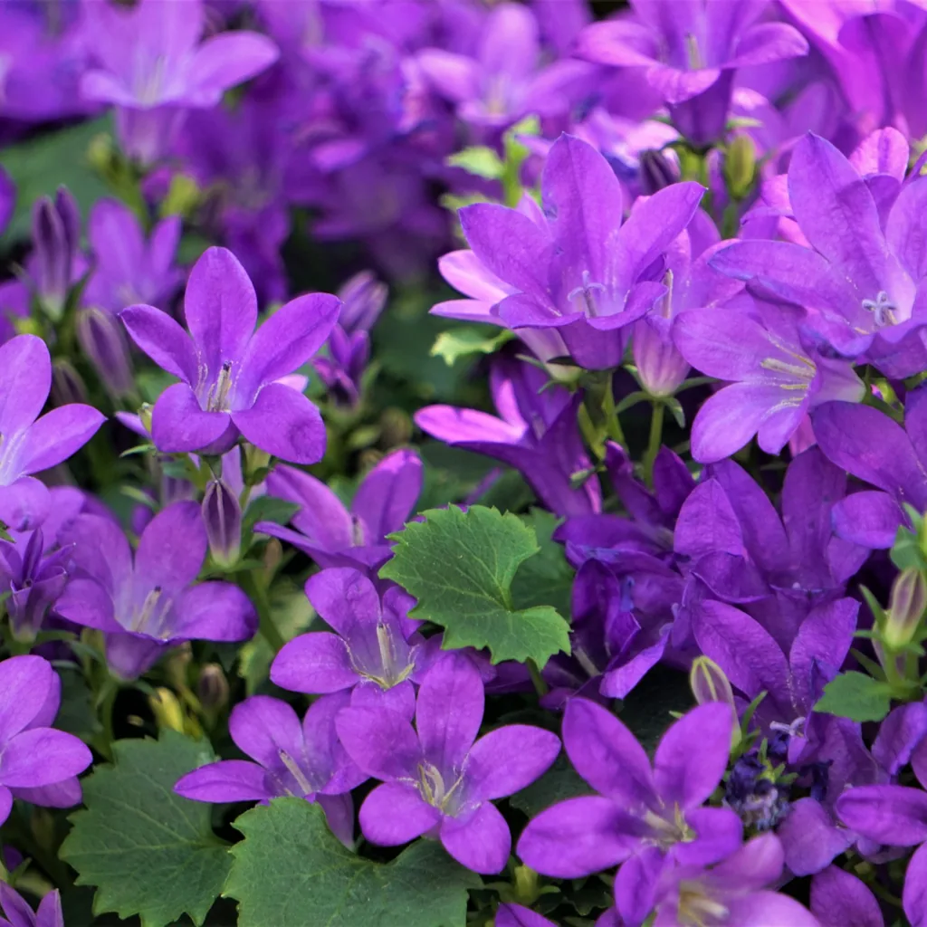 Polster-Glockenblume 48er-Set (Campanula portenschlagiana) – winterharte Bodendecker-Staude, Topf-Ø 9 cm, Höhe ca. 25 cm