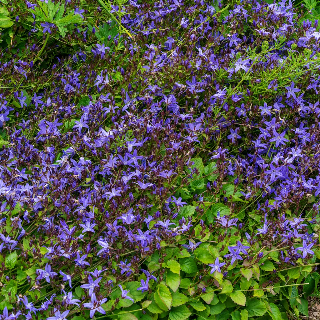 Hängepolster-Glockenblume 6er-Set (Campanula poscharskyana) – winterharte Polsterstaude, Topf-Ø 9 cm, Höhe ca. 25 cm