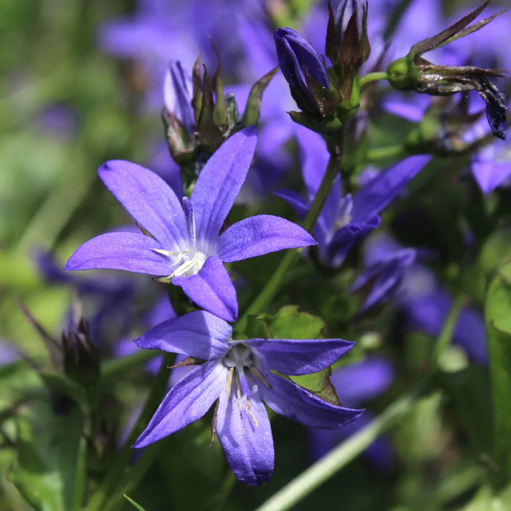 Hängepolster-Glockenblume 60er-Set (Campanula poscharskyana) – winterharte Polsterstaude, Topf-Ø 9 cm, Höhe ca. 25 cm
