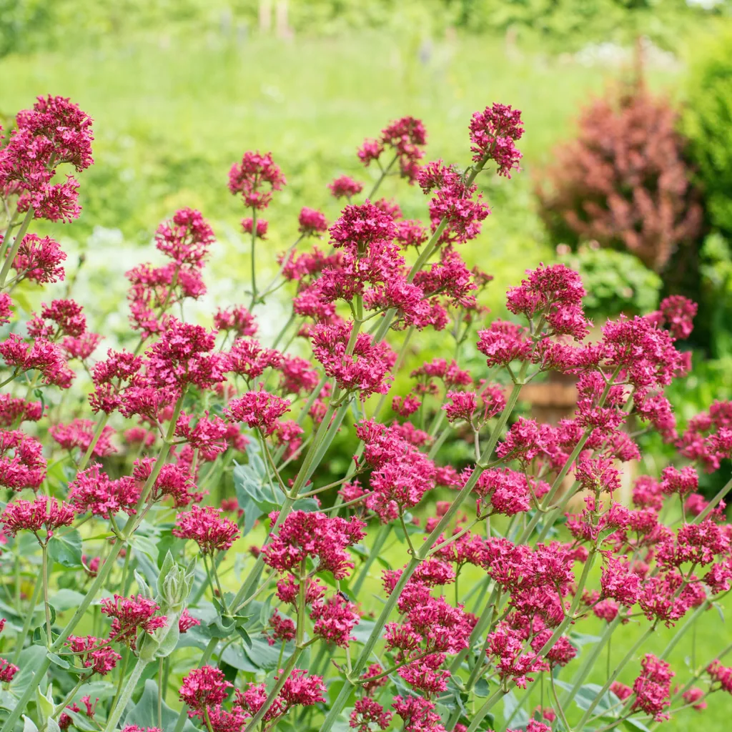 Rote Spornblume 'Coccineus' 6er-Set (Centranthus ruber) – winterharte Staude, Topf-Ø 9 cm, Höhe ca. 25 cm