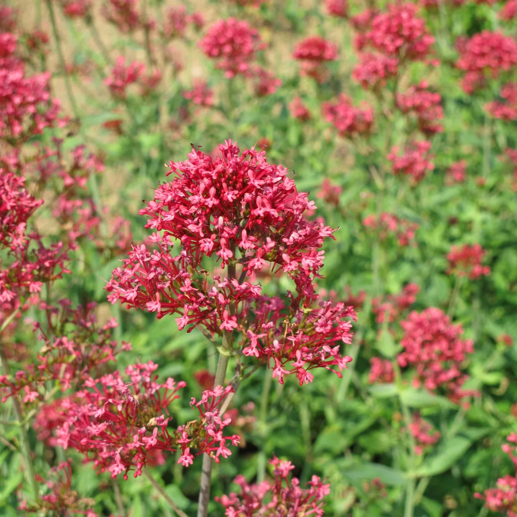 Rote Spornblume 'Coccineus' 48er-Set (Centranthus ruber) – winterharte Staude, Topf-Ø 9 cm, Höhe ca. 25 cm
