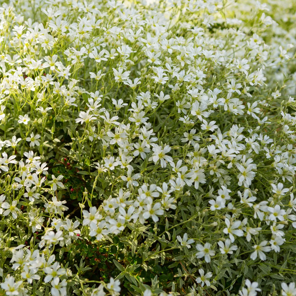 Filziges Hornkraut 60er-Set (Cerastium tomentosum) – winterharte Polsterstaude, Topf-Ø 9 cm, Höhe ca. 25 cm