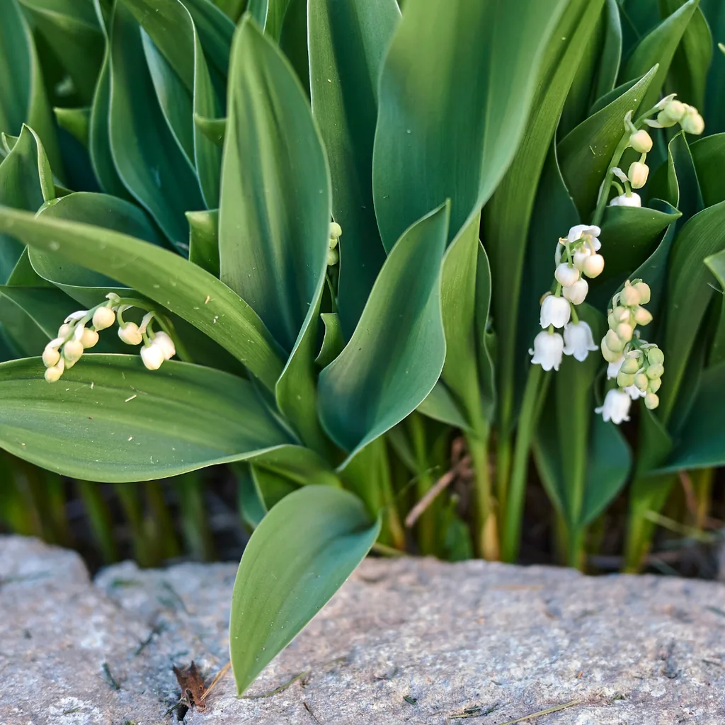Maiglöckchen 24er-Set (Convallaria majalis) – winterharte Duftstaude, Topf-Ø 9 cm, Höhe ca. 25 cm