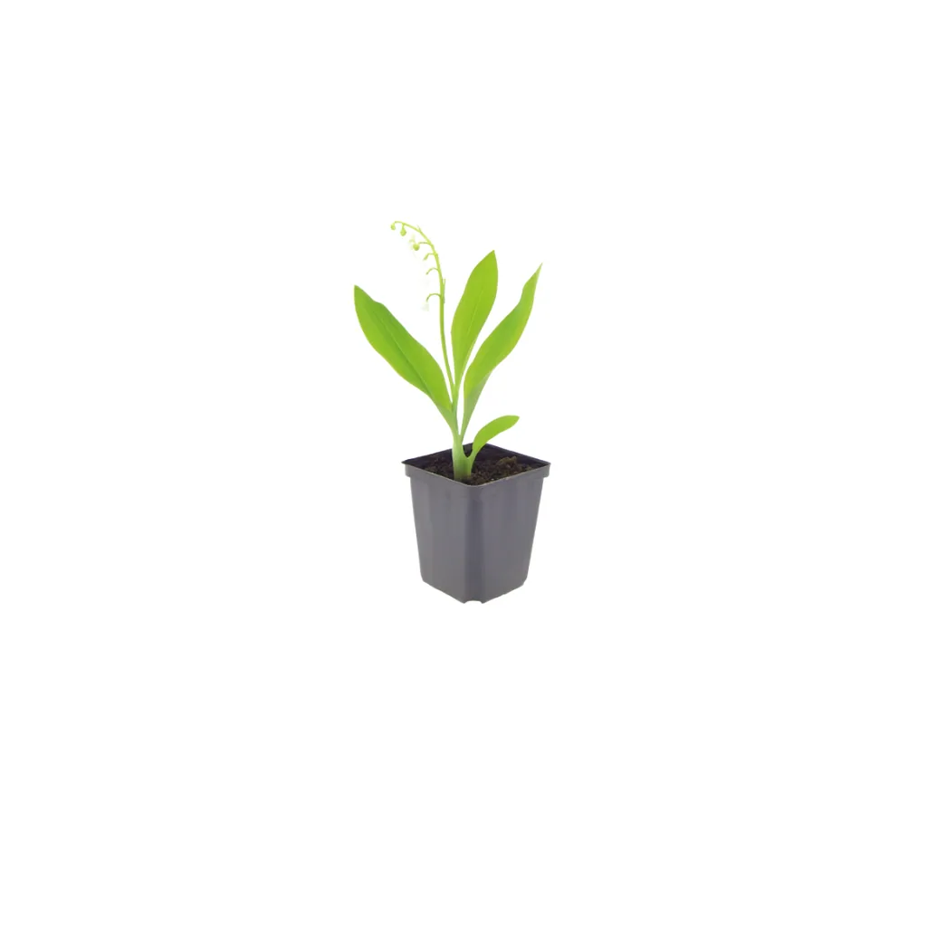 Maiglöckchen 24er-Set (Convallaria majalis) – winterharte Duftstaude, Topf-Ø 9 cm, Höhe ca. 25 cm