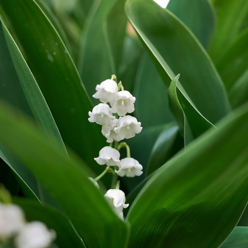 Maiglöckchen 24er-Set (Convallaria majalis) – winterharte Duftstaude, Topf-Ø 9 cm, Höhe ca. 25 cm