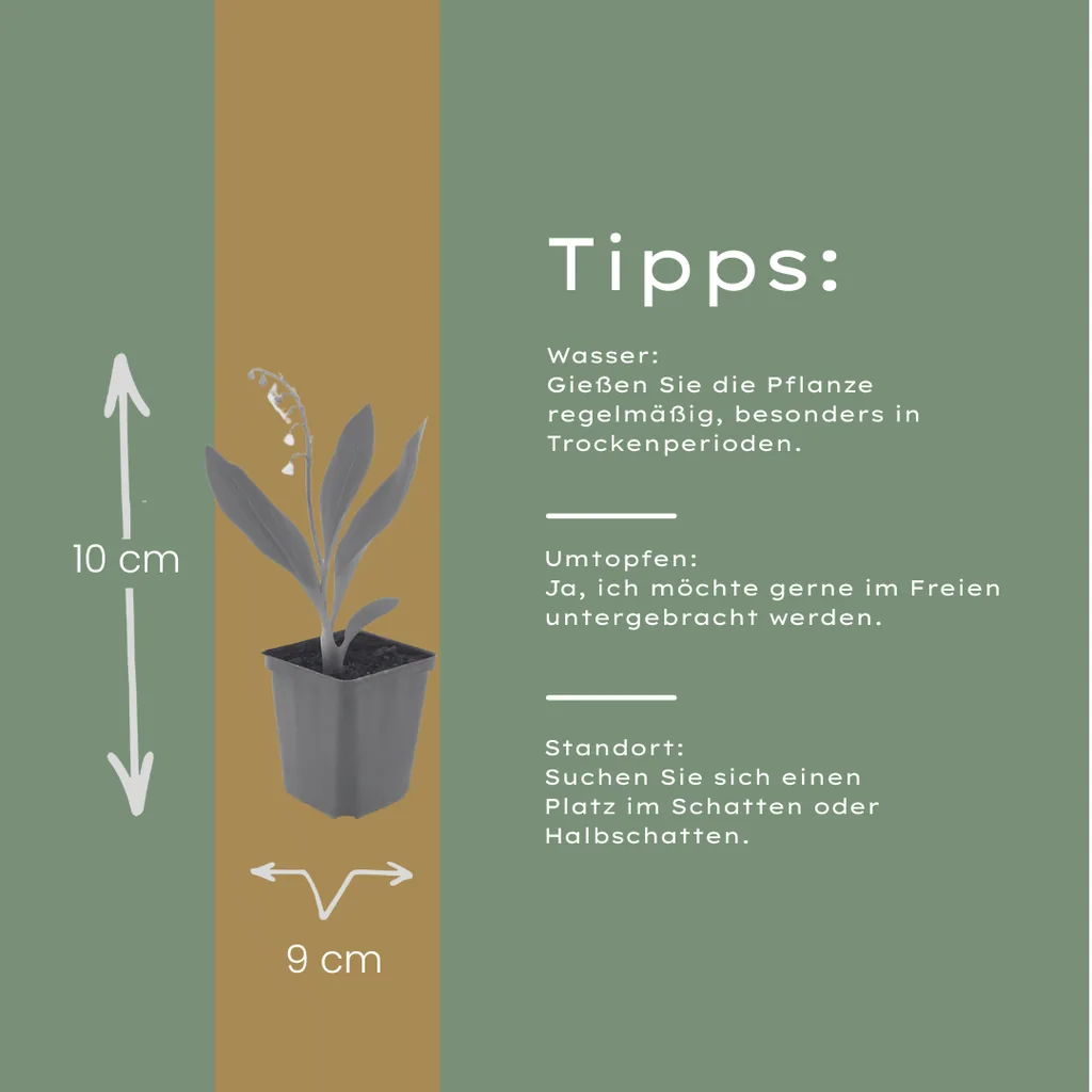 Maiglöckchen 48er-Set (Convallaria majalis) – winterharte Staude, Topf-Ø 9 cm, Höhe ca. 25 cm