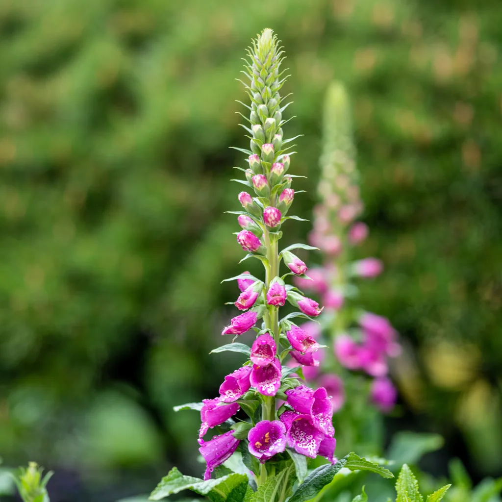 Roter Fingerhut 6er-Set (Digitalis purpurea) – winterharte Staude, Topf-Ø 9 cm, Höhe ca. 25 cm