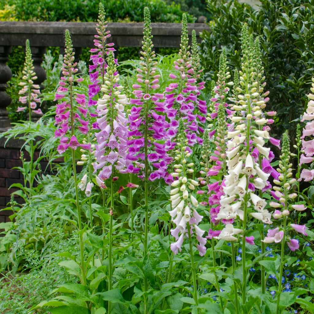 Roter Fingerhut 48er-Set (Digitalis purpurea) – winterharte Staude, Topf-Ø 9 cm, Höhe ca. 25 cm