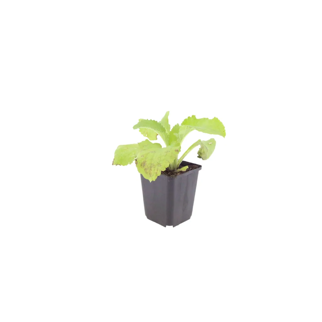 Roter Fingerhut 60er-Set (Digitalis purpurea) – winterharte Staude, Topf-Ø 9 cm, Höhe ca. 25 cm