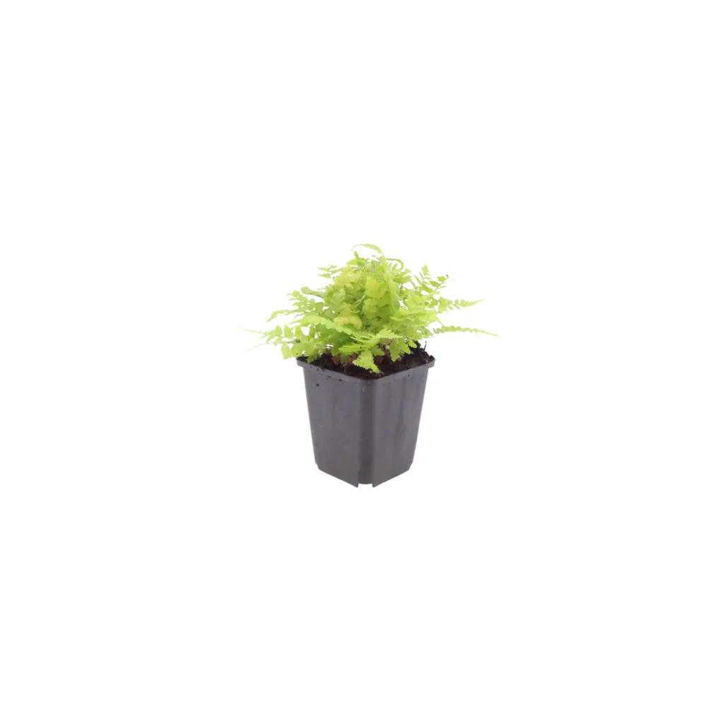 Männlicher Wurmfarn 12er-Set (Dryopteris filix-mas) – winterharter Schattenfarn, Topf-Ø 9 cm, Höhe ca. 25 cm