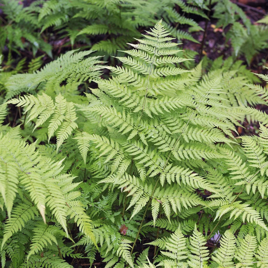 Männlicher Wurmfarn 12er-Set (Dryopteris filix-mas) – winterharter Schattenfarn, Topf-Ø 9 cm, Höhe ca. 25 cm