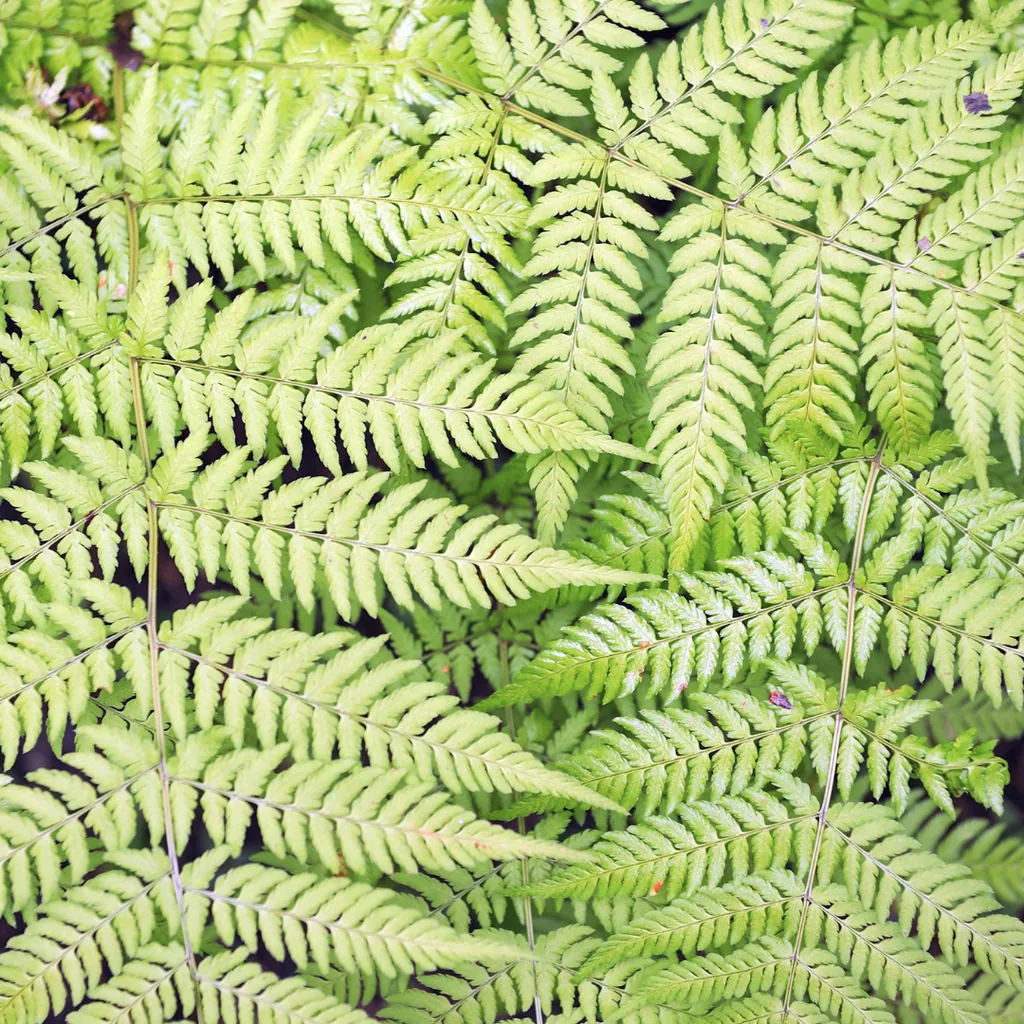 Wurmfarn 24er-Set (Dryopteris filix-mas) – winterharte Schattenstaude, Topf-Ø 9 cm, Höhe ca. 25 cm