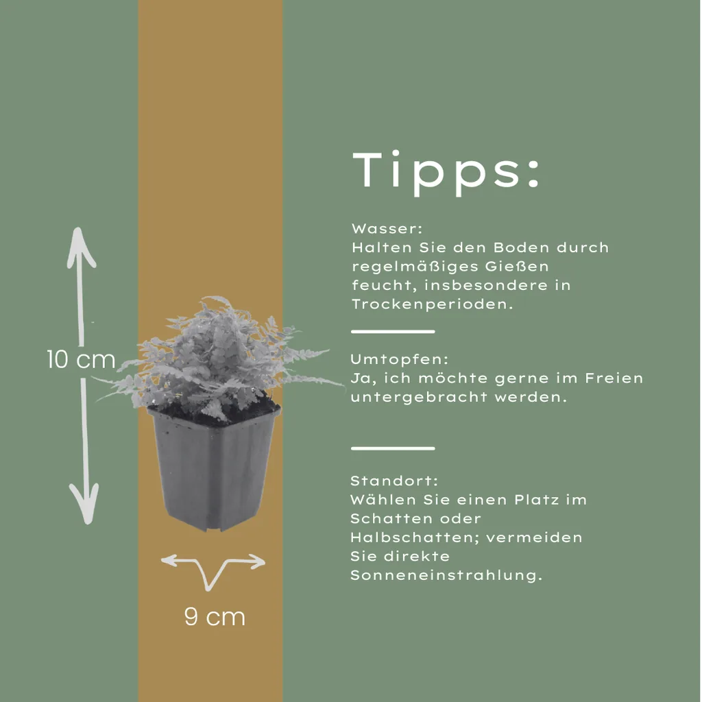 Wurmfarn 24er-Set (Dryopteris filix-mas) – winterharte Schattenstaude, Topf-Ø 9 cm, Höhe ca. 25 cm