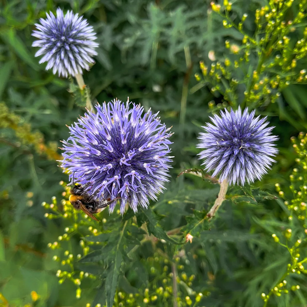 Ruthenische Kugeldistel 12er-Set (Echinops ritro) – winterharte Staude, Topf-Ø 9 cm, Höhe ca. 25 cm