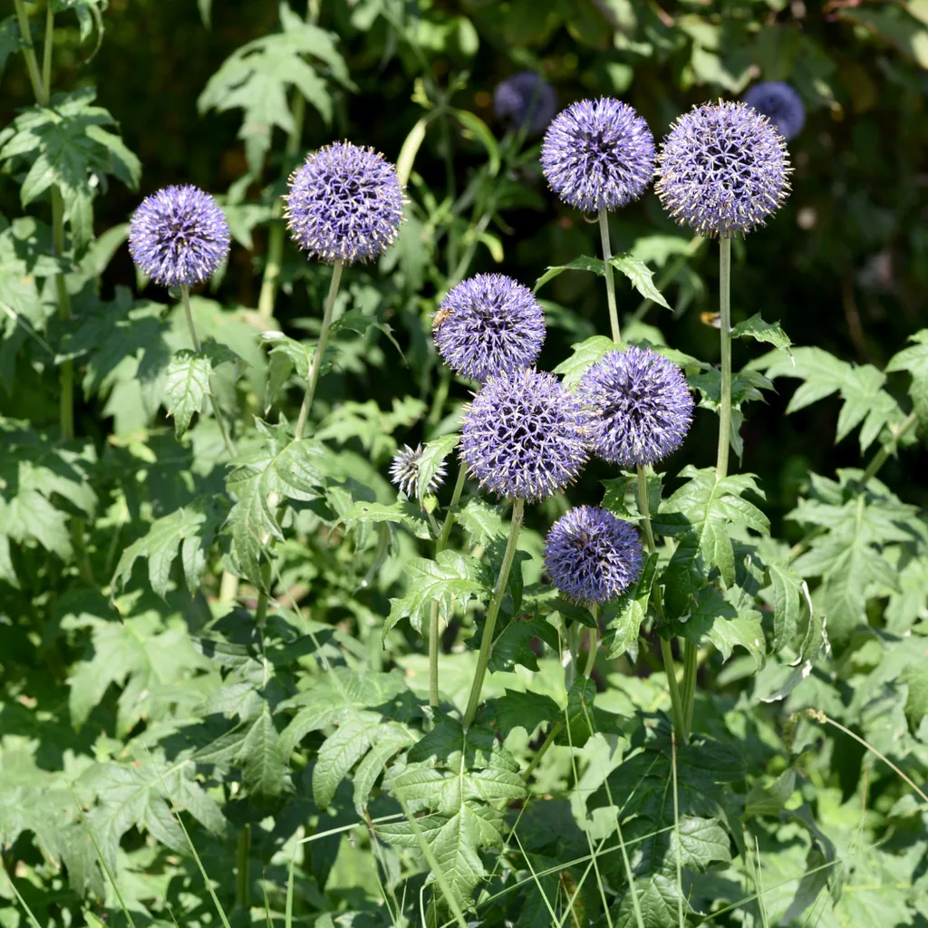 Ruthenische Kugeldistel 24er-Set (Echinops ritro) – winterharte Staude, Topf-Ø 9 cm, Höhe ca. 25 cm