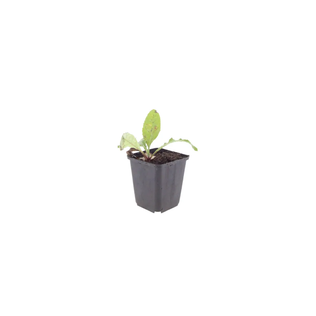 Ruthenische Kugeldistel 60er-Set (Echinops ritro) – winterharte Staude, Topf-Ø 9 cm, Höhe ca. 25 cm