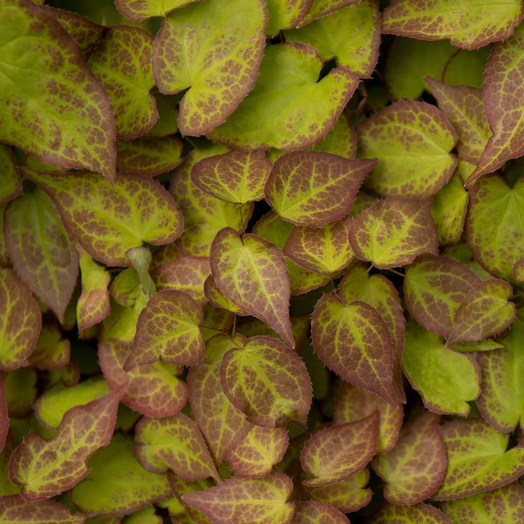 Elfenblume 'Frohnleiten' 24er-Set (Epimedium perralcchicum) – winterharte Staude, Topf-Ø 9 cm, Höhe ca. 25 cm