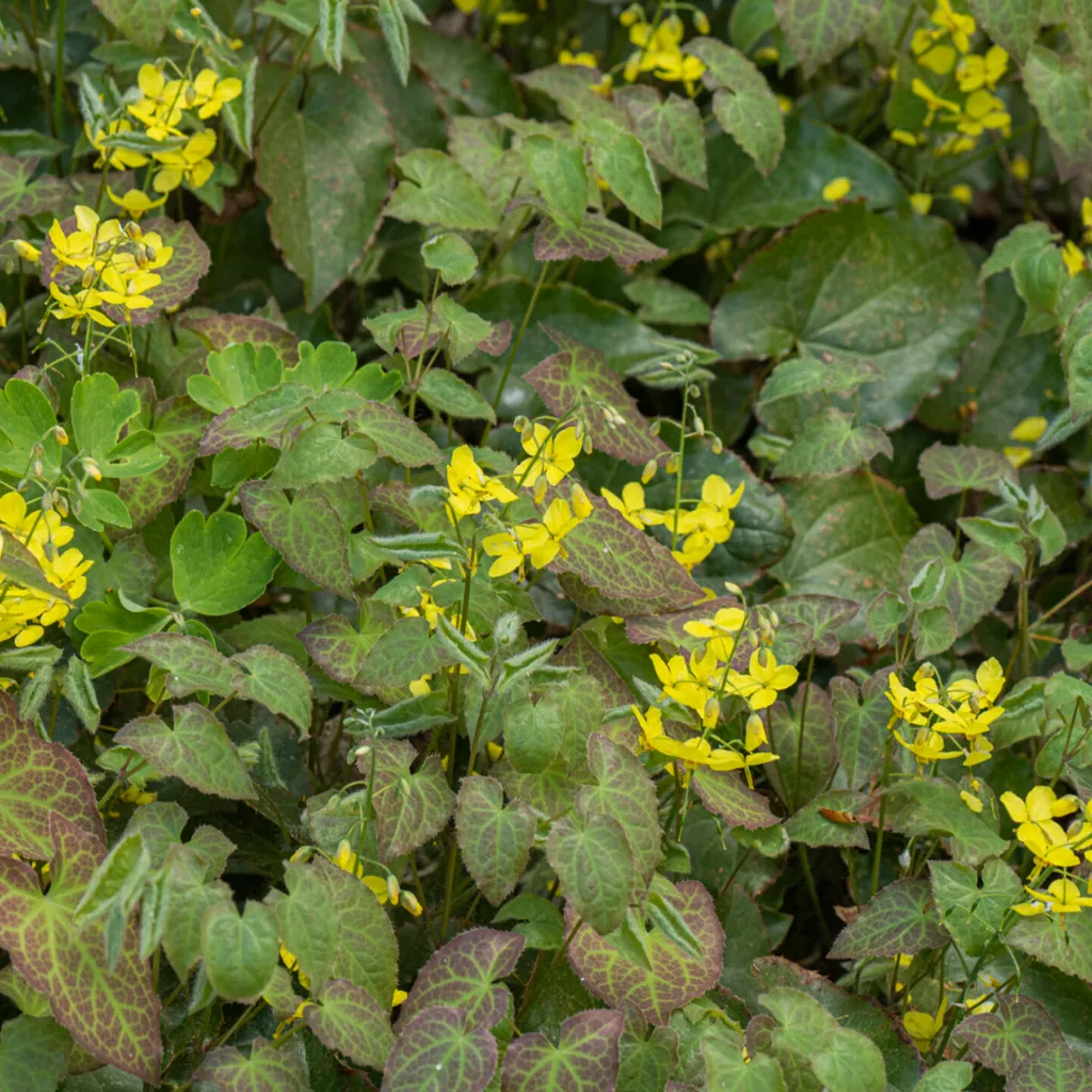 Elfenblume 'Frohnleiten' 60er-Set (Epimedium perralcchicum) – winterharte Staude, Topf-Ø 9 cm, Höhe ca. 25 cm