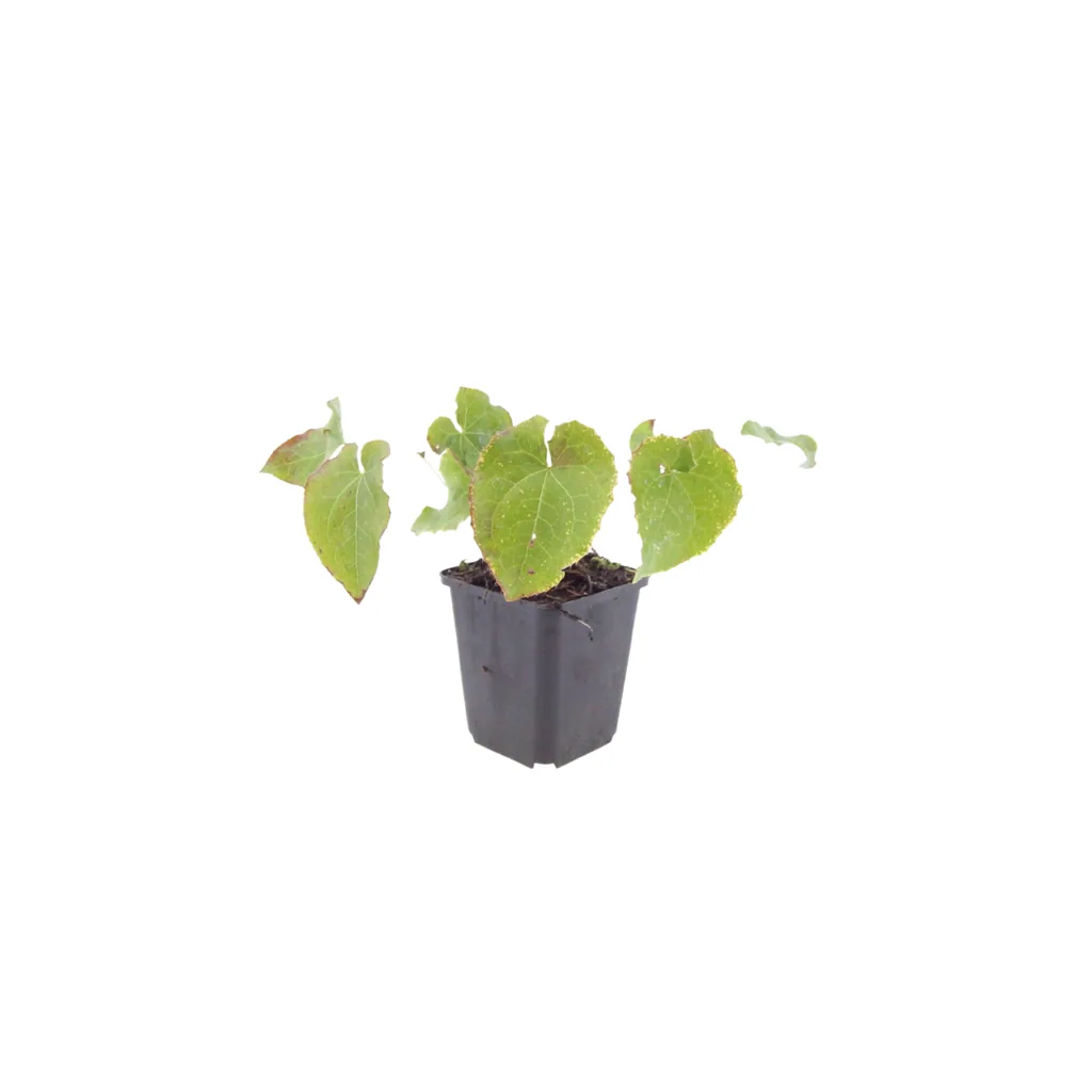 Elfenblume 'Frohnleiten' 60er-Set (Epimedium perralcchicum) – winterharte Staude, Topf-Ø 9 cm, Höhe ca. 25 cm