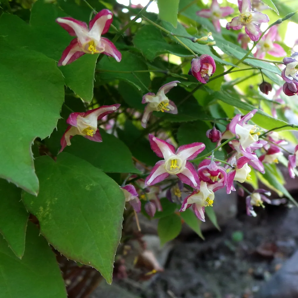 Rote Elfenblume 48er-Set (Epimedium rubrum) – winterharte Staude, Topf-Ø 9 cm, Höhe ca. 25 cm