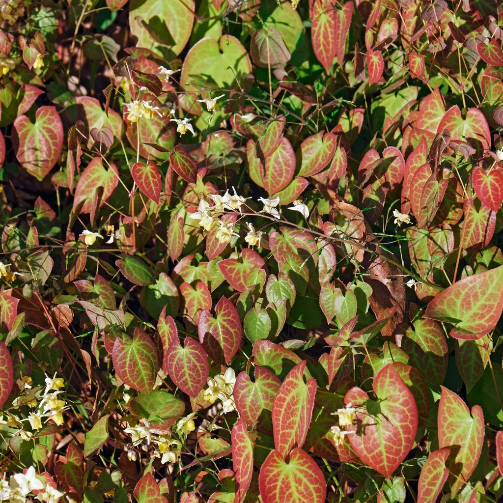 Elfenblume 'Niveum' 48er-Set (Epimedium y.) – winterharte Staude, Topf-Ø 9 cm, Höhe ca. 25 cm