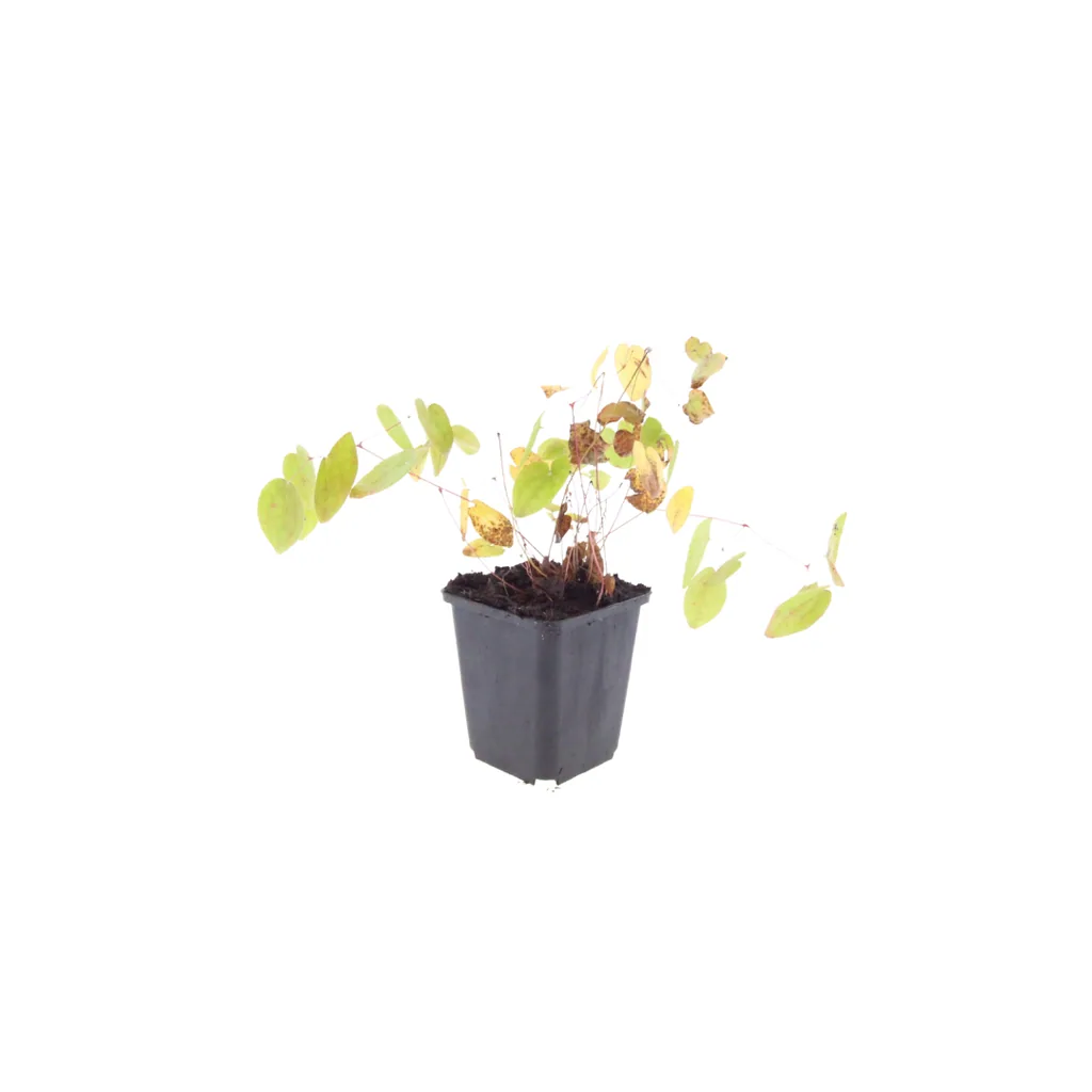 Elfenblume 'Niveum' 60er-Set (Epimedium y.) – winterharte Staude, Topf-Ø 9 cm, Höhe ca. 25 cm
