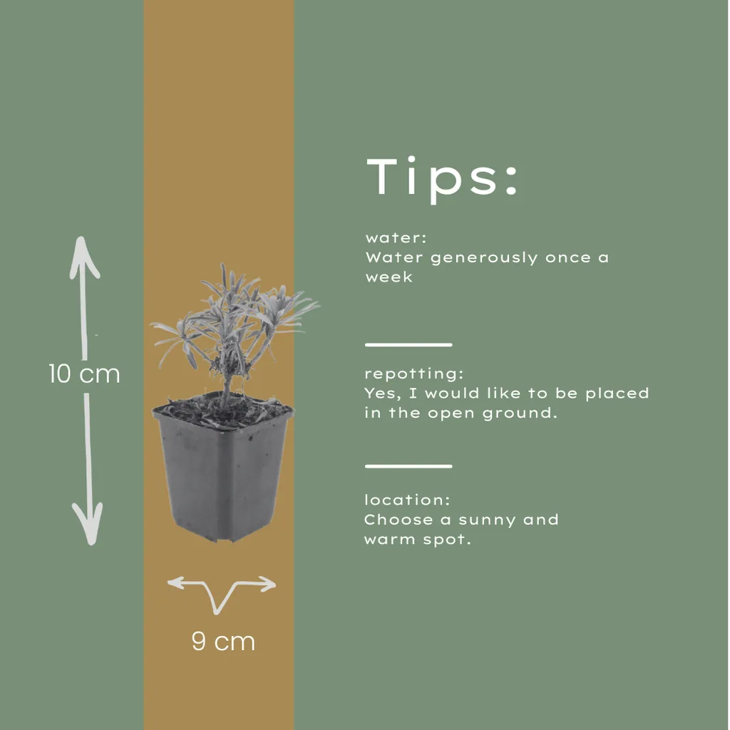 Goldlack 'Bowles' 6er-Set (Erysimum cheiri) – winterharte Duftpflanze, Topf-Ø 9 cm, Höhe ca. 25 cm