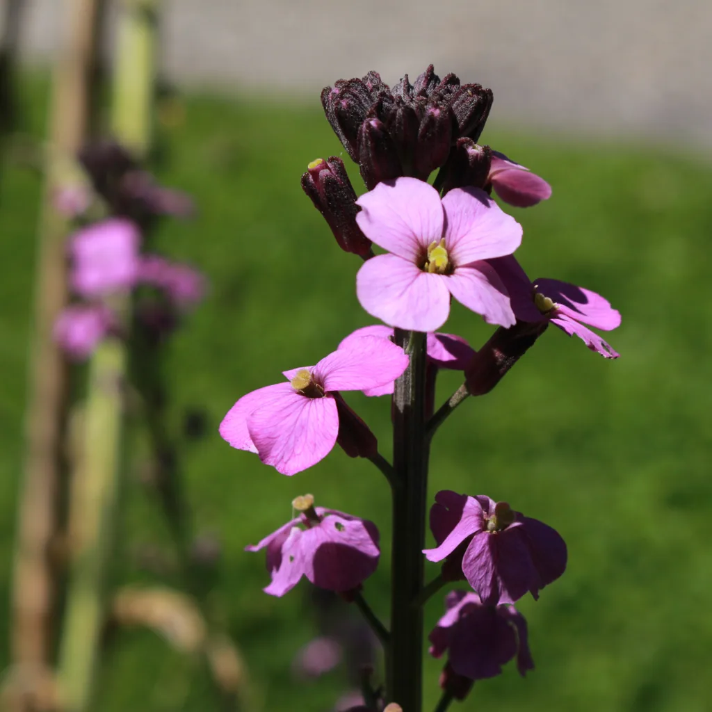 Goldlack 'Bowles' 6er-Set (Erysimum cheiri) – winterharte Duftpflanze, Topf-Ø 9 cm, Höhe ca. 25 cm