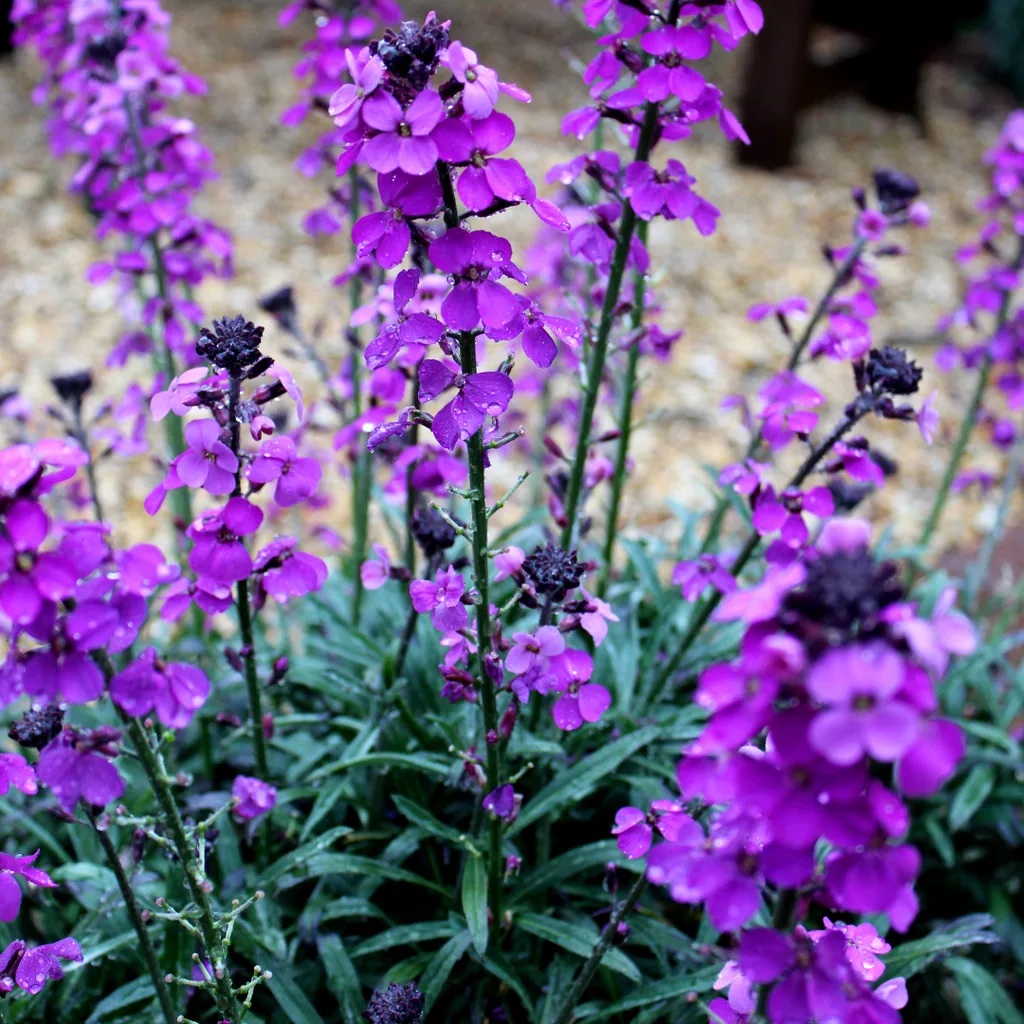 Goldlack 'Bowles' 12er-Set (Erysimum cheiri) – winterharte Duftstaude, Topf-Ø 9 cm, Höhe ca. 25 cm