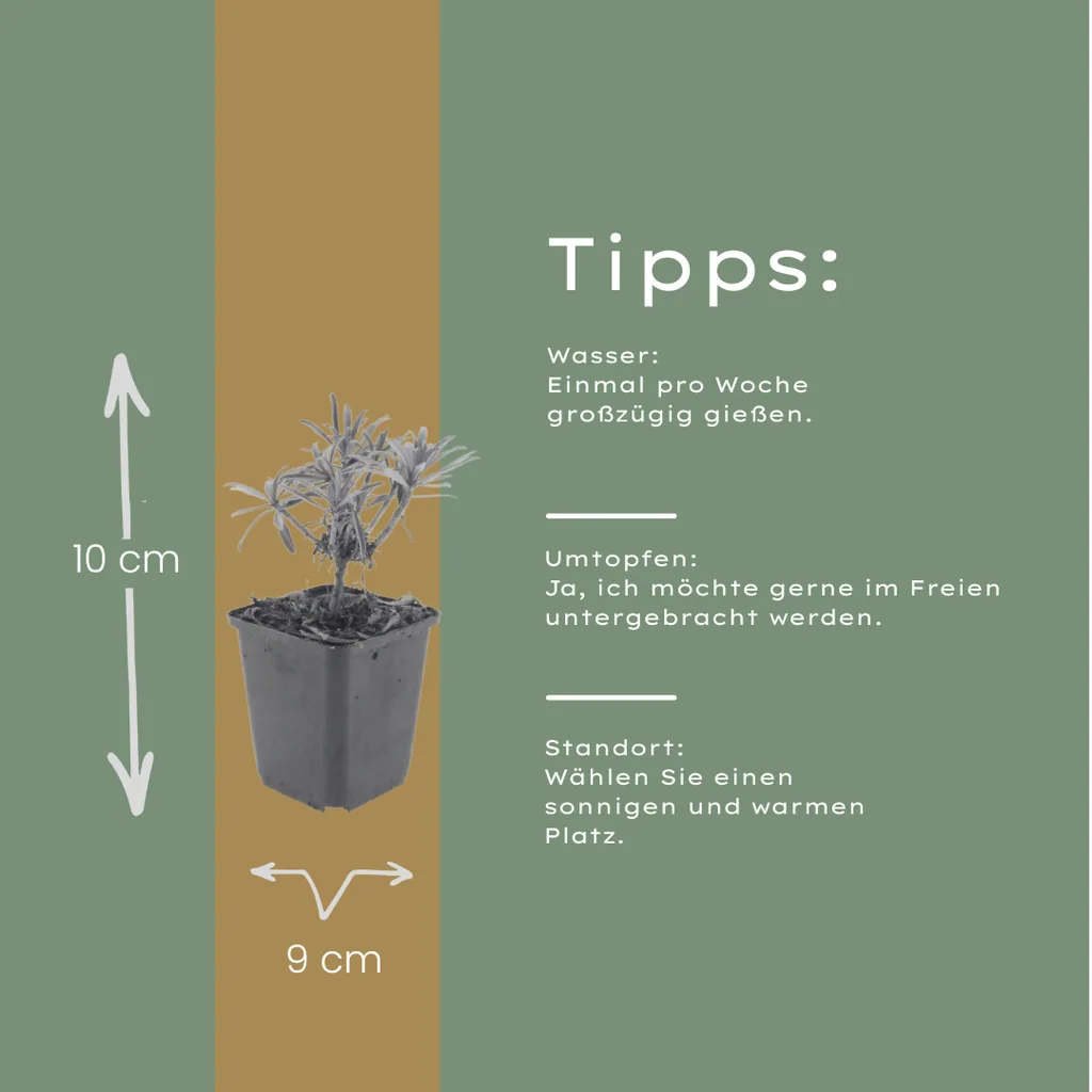 Goldlack 'Bowles' 24er-Set (Erysimum cheiri) – winterharte Staude, Topf-Ø 9 cm, Höhe ca. 25 cm