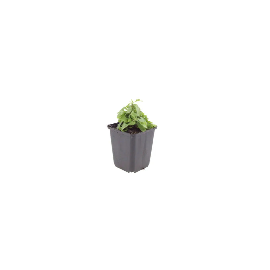 Karwinskis Feinstrahl 6er-Set (Erigeron karvinskianus) – winterharte Staude, Topf-Ø 9 cm, Höhe ca. 25 cm