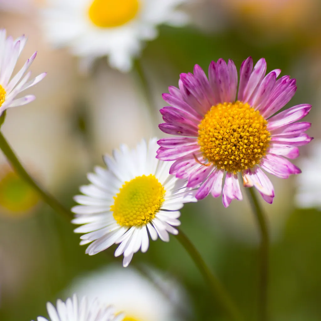 Karwinskis Feinstrahl 6er-Set (Erigeron karvinskianus) – winterharte Staude, Topf-Ø 9 cm, Höhe ca. 25 cm