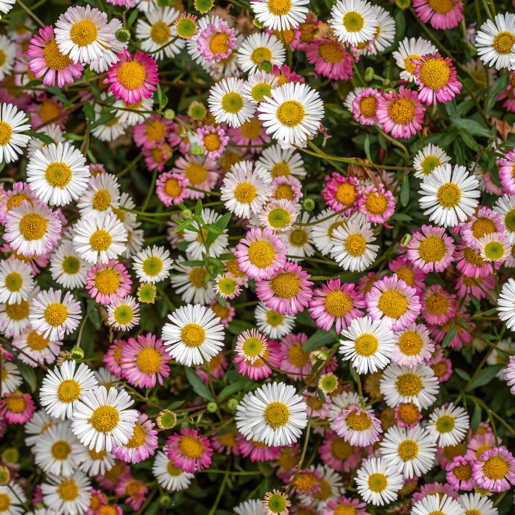 Karwinskis Feinstrahl 6er-Set (Erigeron karvinskianus) – winterharte Staude, Topf-Ø 9 cm, Höhe ca. 25 cm