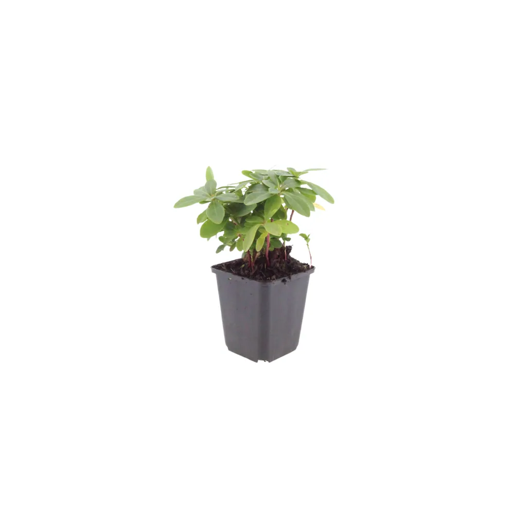 Wolfsmilch 48er-Set (Euphorbia) – pflegeleichte Zimmerpflanze, Topf-Ø 9 cm, Höhe ca. 10–25 cm