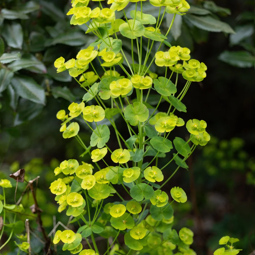 Wolfsmilch 48er-Set (Euphorbia) – pflegeleichte Zimmerpflanze, Topf-Ø 9 cm, Höhe ca. 10–25 cm