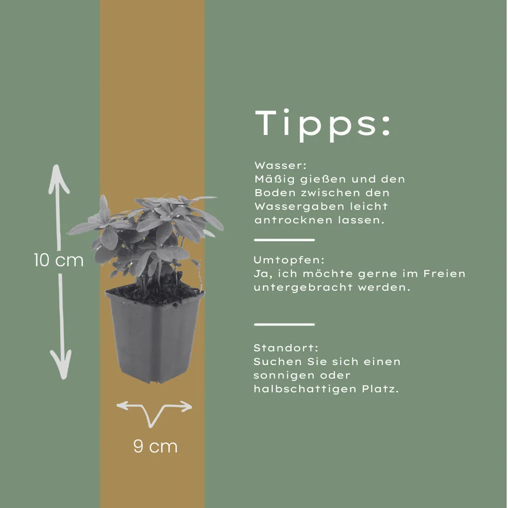 Wolfsmilch 48er-Set (Euphorbia) – pflegeleichte Zimmerpflanze, Topf-Ø 9 cm, Höhe ca. 10–25 cm