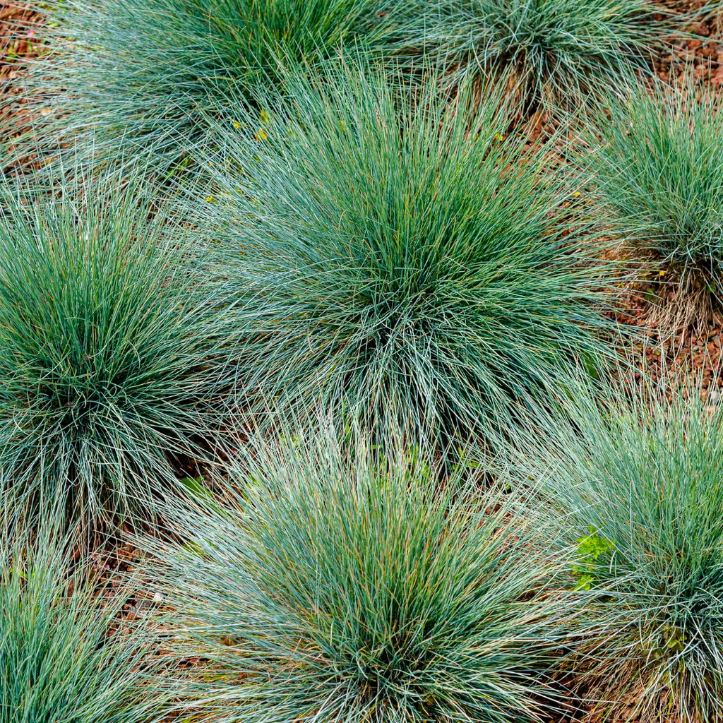 Bärenfellgras 6er-Set (Festuca gautieri) – winterhartes Ziergras, Topf-Ø 9 cm, Höhe ca. 25 cm